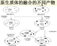 原生質體