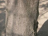 青剛櫟之樹榦外觀