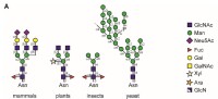 不同生物中N-糖結構的差異