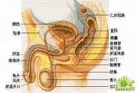 男性生殖器剖析圖
