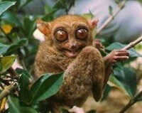 原猴亞目----瀕危動物眼鏡猴