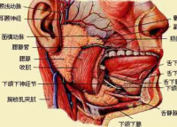 唾液腺結構