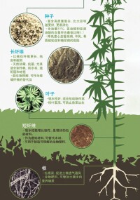 大麻應用