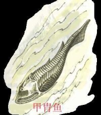 史前動物：甲胄魚