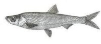 銀白魚