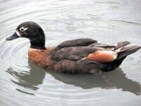 東平湖麻鴨