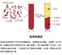 血液的組成