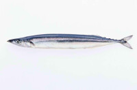 黃河刀魚