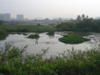 洲仔濕地公園