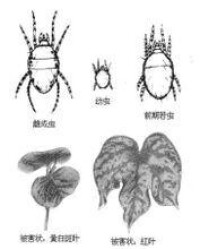 棉紅蜘蛛危害圖