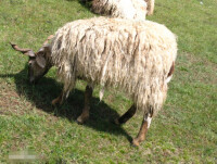 藏羊