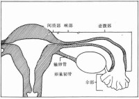 輸卵管