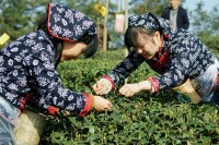 蒲江“2010首屆中國採茶節”圖集