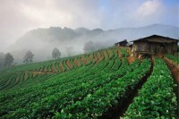 峨眉山茶