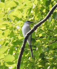 灰山椒鳥