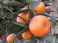 長在枝頭的橘子 2011-12-24揚州