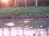 洪村西河的污染