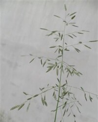 鯽魚草 Eragrostis tenella