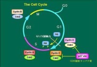 細胞生物學[一門科學]