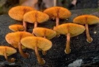 gymnopilus aeruginosus