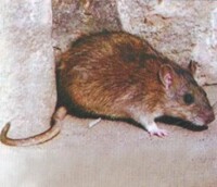 褐家鼠
