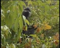 保護區內的黑葉猴