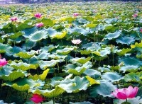 荷花池公園