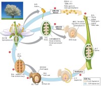 被子植物的生活史和有性生殖