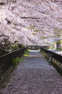 東京櫻花