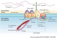 貝克型進行性肌營養不良