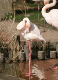 廣州動物園鳥類展區