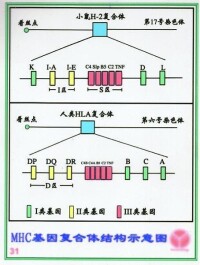 經典的MHCⅠ類基因和Ⅱ類基因