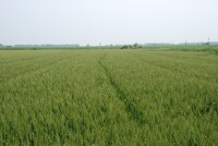 蘇北平原小麥