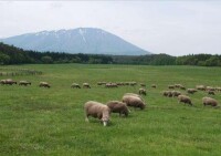 小岩井農場