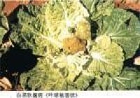 十字花科蔬菜軟腐病