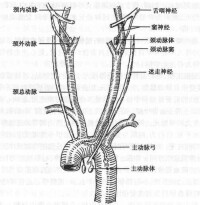 頸動脈竇區與主動脈弓區的壓力和化學感受器