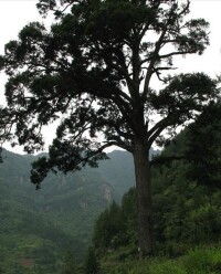 鐵堅油杉