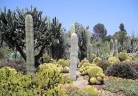 中科院吐魯番沙漠植物園