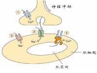神經肌肉接頭的結構與化學傳遞過程示意圖