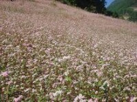 花蕎種植