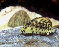 鮑魚螺