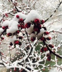 敕賜和平寺雪景