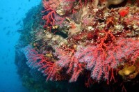 紅珊瑚