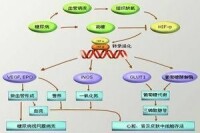 糖尿病腎臟病變