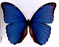 林地藍閃蝶