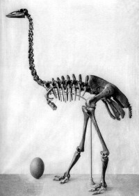 （圖）象鳥骨架和蛋