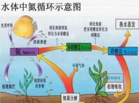 氮循環