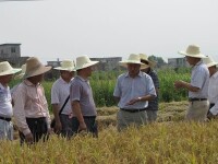 象州紅米種植基地