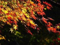 秋色葉樹種