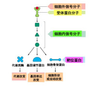 細胞信號轉導